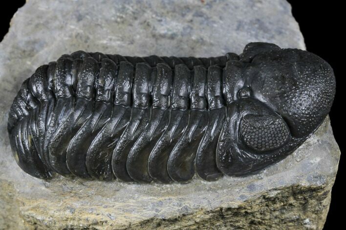 Austerops Trilobite - High Quality Specimen #174729